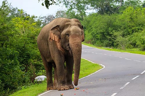 wild life safari to see sri lankan elephants